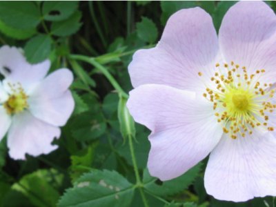 Advice on the safety issues of using essential oils