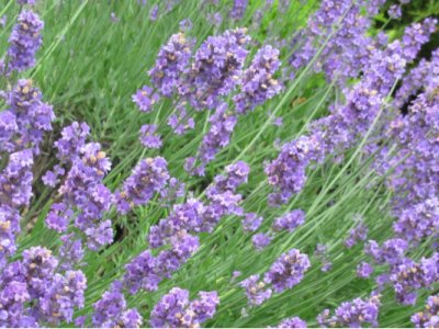Essential Oils during Pregnancy