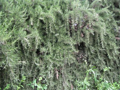 Rosemary oil (Tunisian) - growth and production
