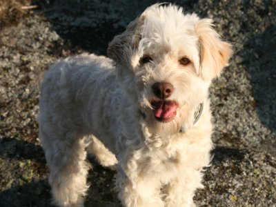 A review of a web site selling Young Living oils for animal health