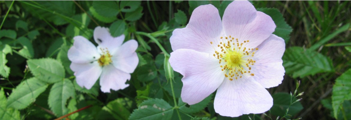 Advice on the safety issues of using essential oils