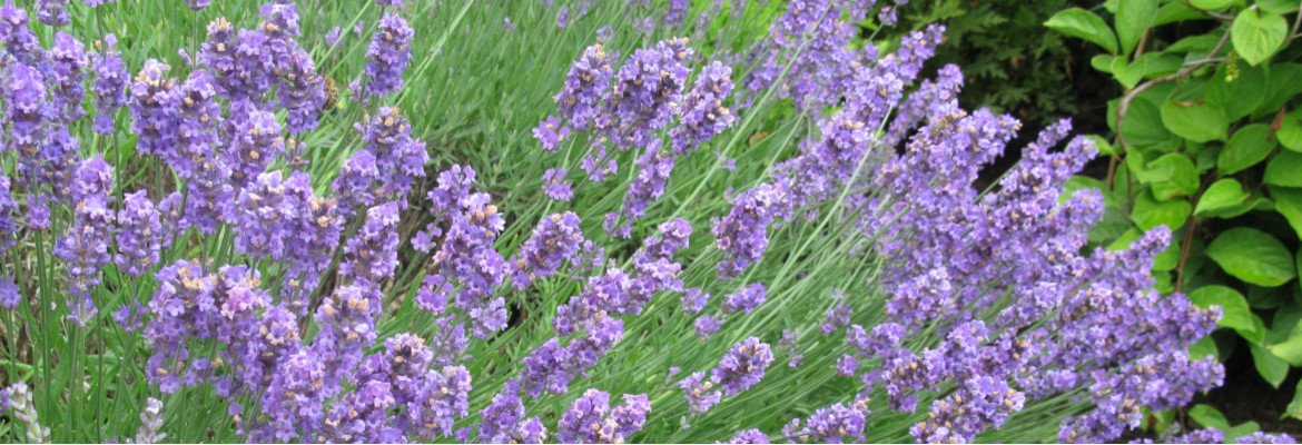 Essential Oils during Pregnancy